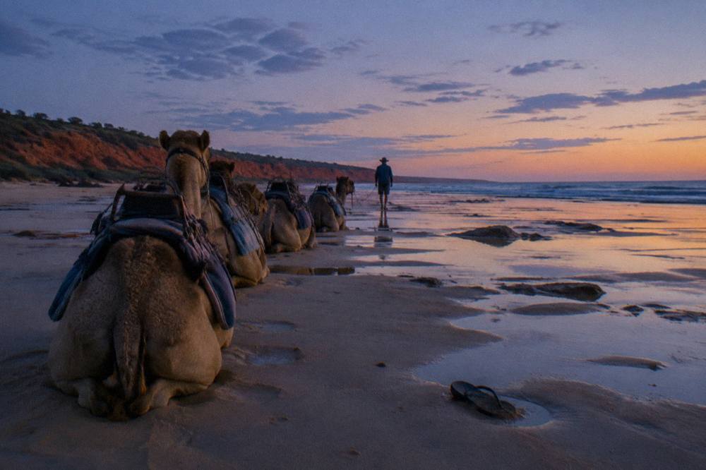 Camels walking along a wide empty beach at sunset with red cliffs behind