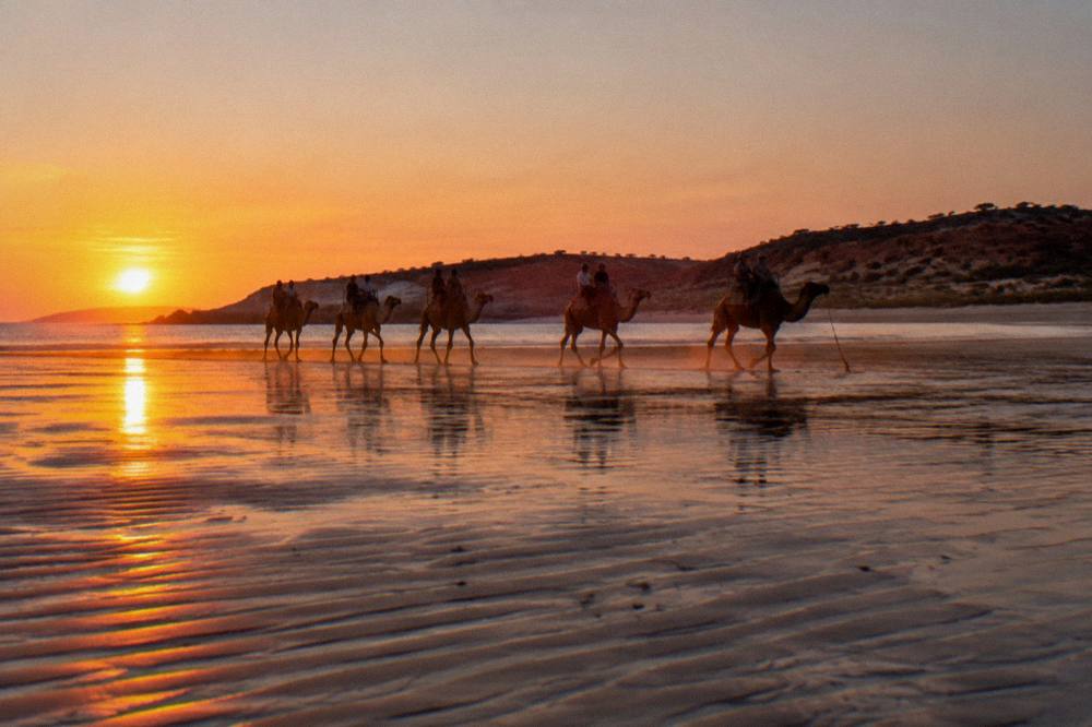 Camels walking along Cable Beach at sunset with warm light on the sand