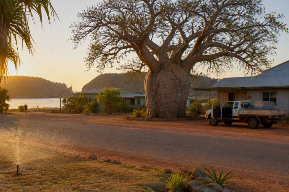A quiet outback town street at golden hour with a large boab tree and low buildings