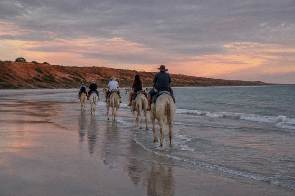 White camels walking along a wide flat beach at sunset with gentle waves